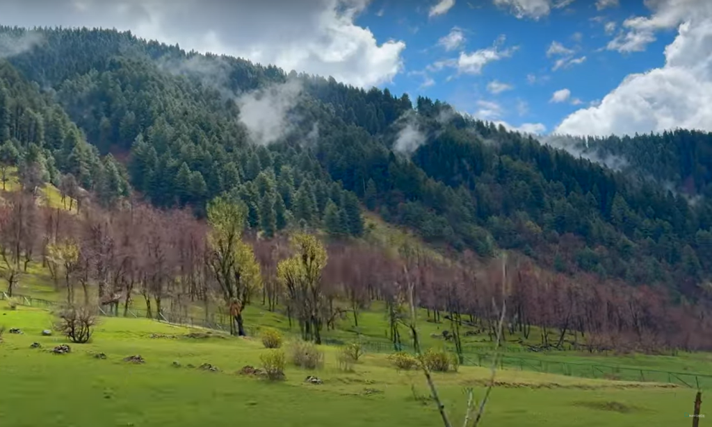 the Beauty of Gulmarg and Dal Lake 6 nature in gulmarg